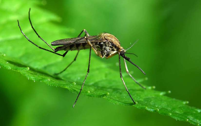 Reporte epidemiológico destaca disminución de casos de Malaria en Nicaragua