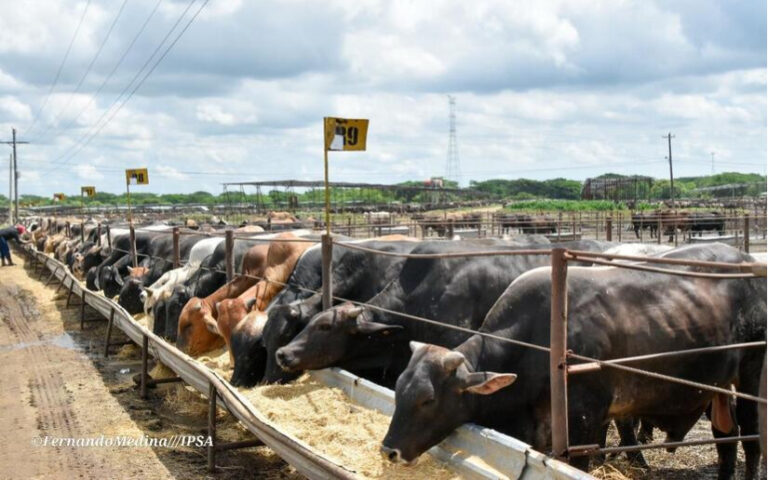 Exportación de ganado hacia México fortalece liderazgo pecuario de Nicaragua en Centroamérica