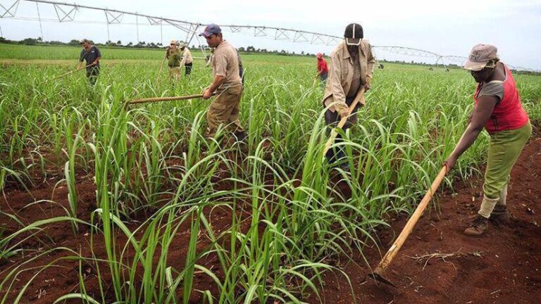 Ministerio Agropecuario reporta producción de 16.5 millones de quintales de azúcar