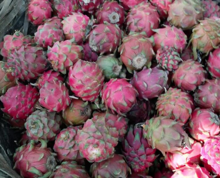 Familias productoras reportan un área sembrada de 810 manzanas de pitahaya al mes de mayo 2025