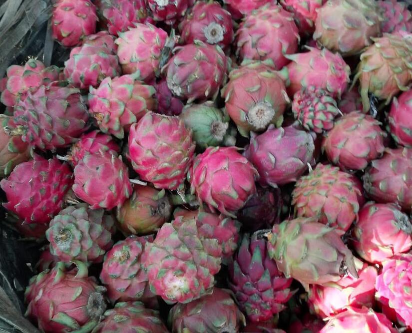 reportan un área sembrada de 810 manzanas de pitahaya