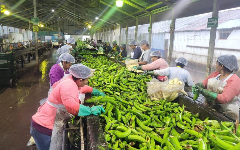 4.4 millones de kilos de plátano acopiado en Rivas y Granada