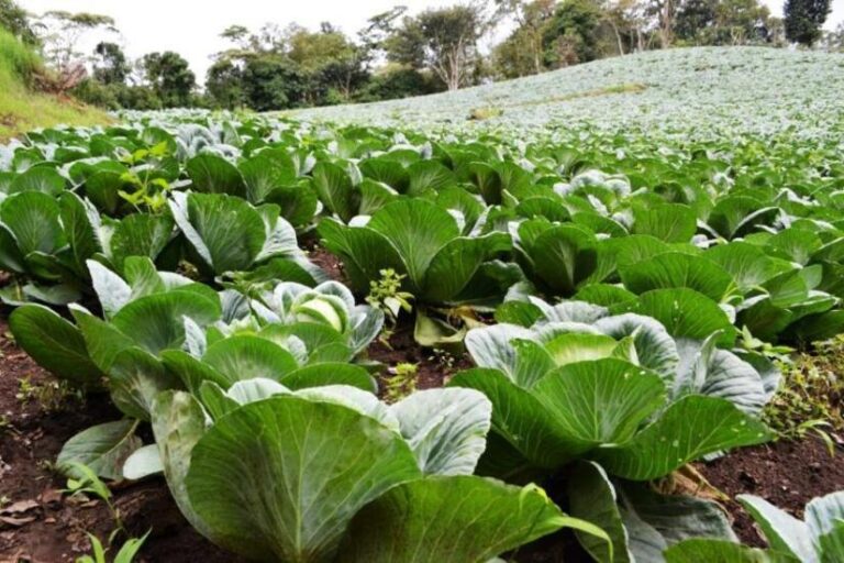 MAG reporta que para este mes de junio se espera una cosecha de 2.6 millones de unidades de repollo