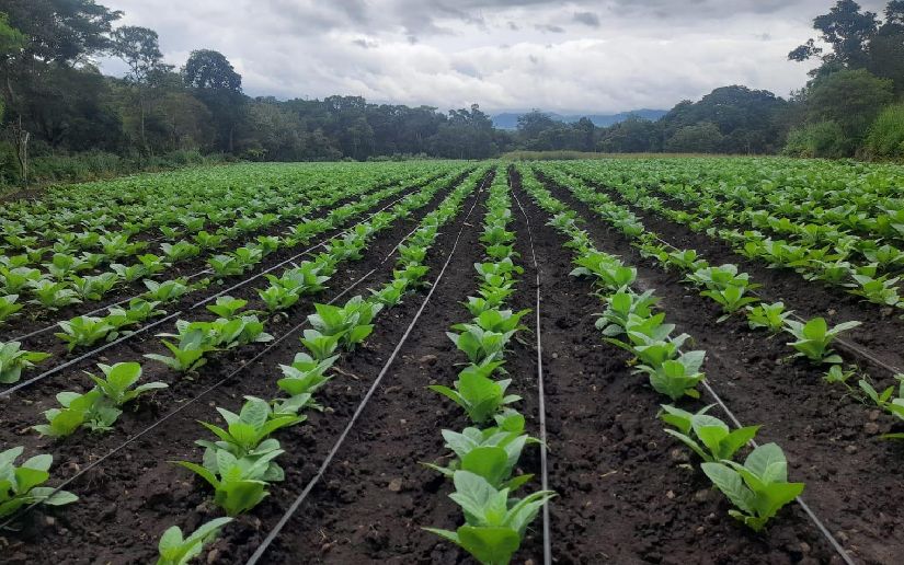 Más de 2 mil manzanas sembradas de tabaco en Nicaragua