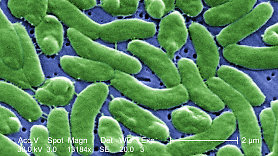 Bacteria comecarne ha cobrado la vida de personas en EEUU