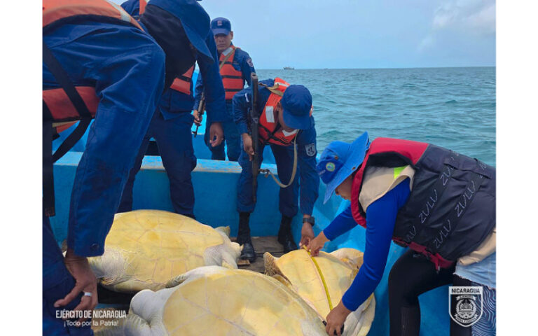 Ejército de Nicaragua ocupa langostas fuera de talla y tortugas verdes trasladadas ilegalmente en el Caribe
