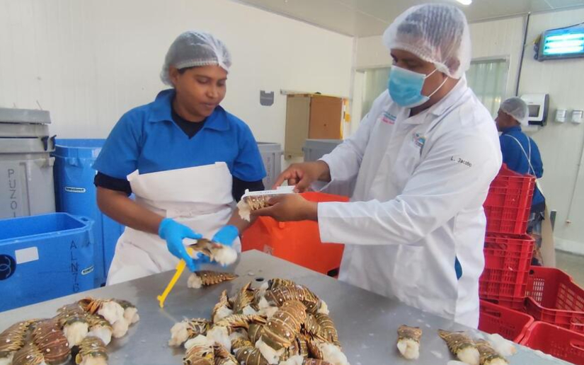 Exitoso inicio de temporada de pesca de Langosta del Caribe en Nicaragua