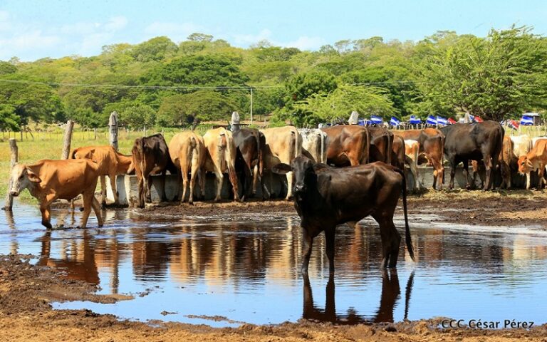 Exportaciones de Ganado Bovino en pie desde Nicaragua