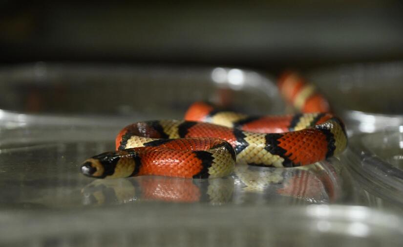 MARENA informa sobre fauna silvestre en criaderos