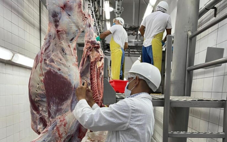 Nicaragua produce 197 millones de libras de carne bovina en los meses de enero a junio de 2025