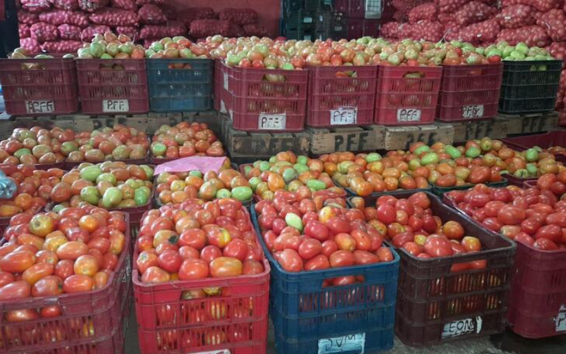 Producción de Tomate en Nicaragua superará los 143 mil quintales en julio