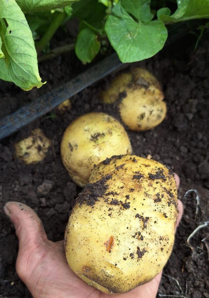 Producción de papa supera los 60 mil quintales en el mes de julio en Nicaragua