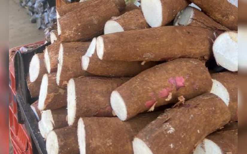 Durante el primer semestre de 2025, Nicaragua produjo 2.4 millones de quintales de yuca, según el monitoreo el Ministerio Agropecuario (MAG).