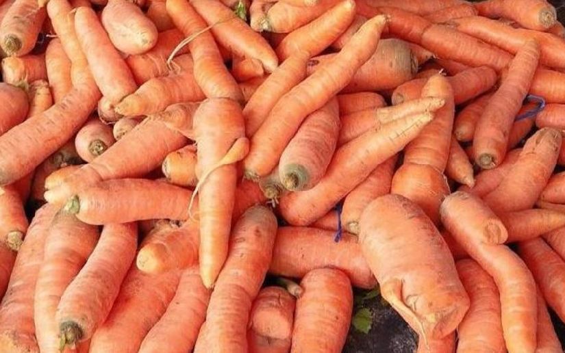 Producción de zanahoria fortalece economía familiar