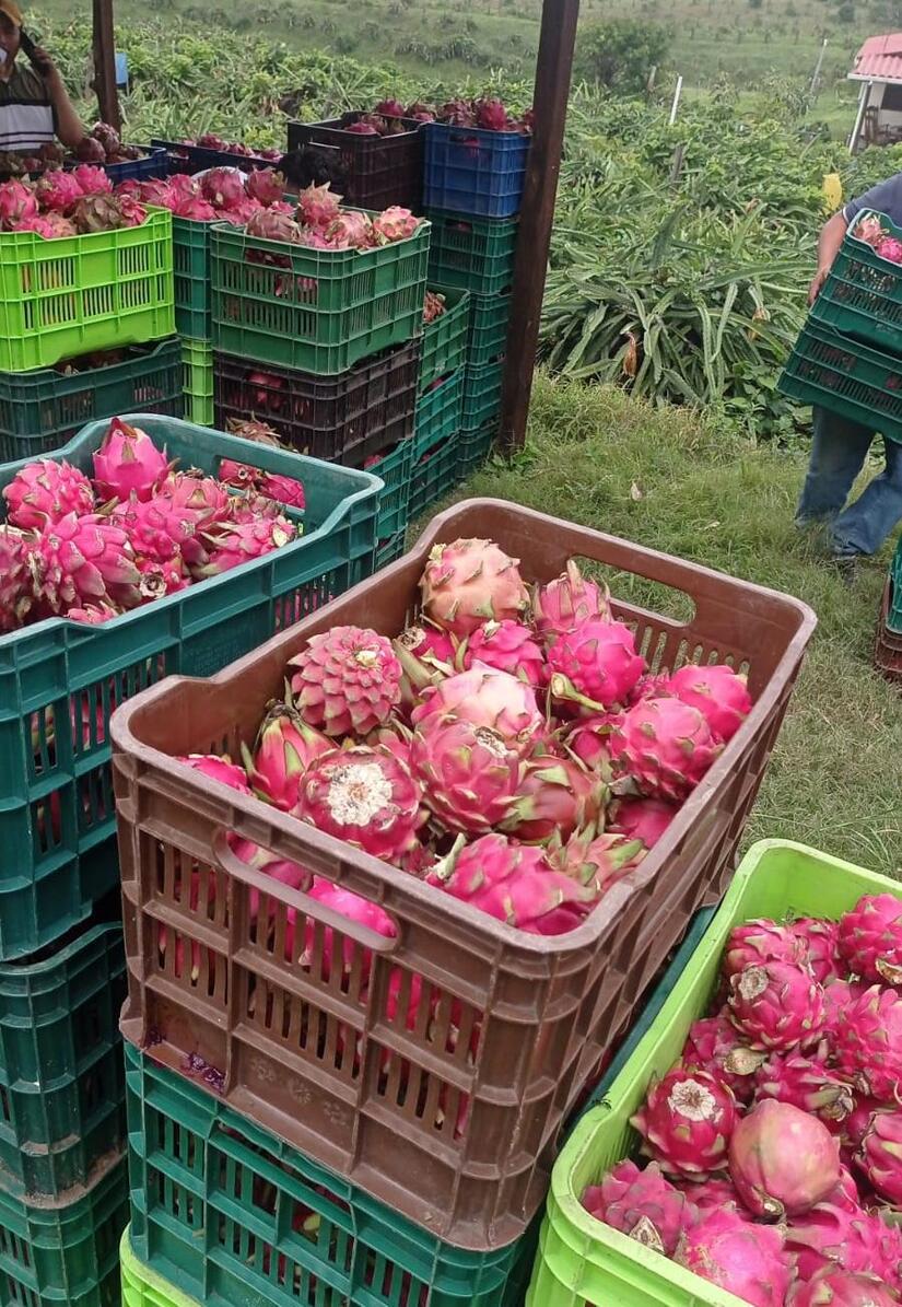 Reportan inicio de cosecha de pitahaya en Masaya y Managua con avance de 129,000 kilogramos