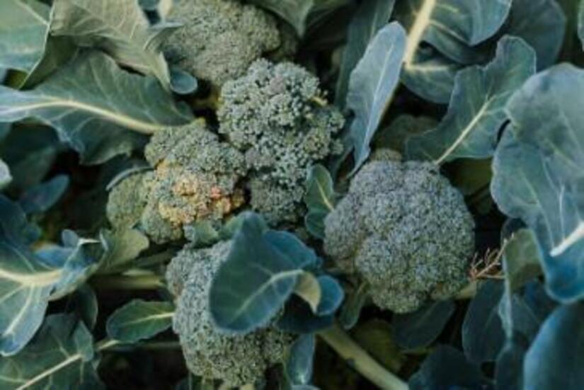 Conoce el reporte del Ministerio Agropecuario sobre la producción de brócoli y lechuga en Nicaragua