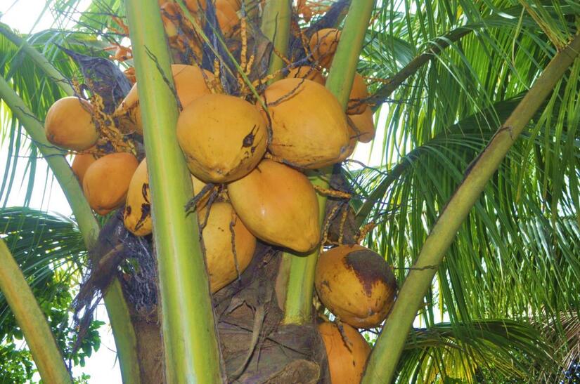 El Coco es un cultivo no tradicional, con gran potencial de crecimiento en Nicaragua. Este rubro se puede encontrar en todo el país.