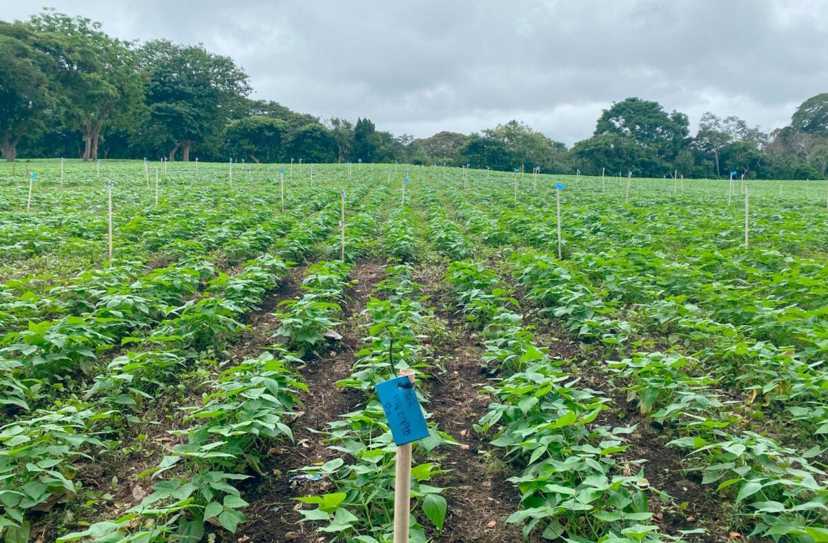 INTA proyecta producción más de 2 mil quintales de semilla de frijol de categoría superior para 2025–2026