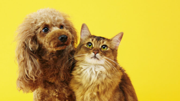 Tener gatos y perros ayuda a la memoria