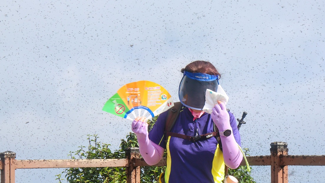 Seúl es invadido por los llamados “insectos del amor”