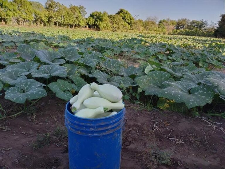 MAG registra una producción de 4.3 millones de unidades de pepino y 383 mil 800 unidades de pipián