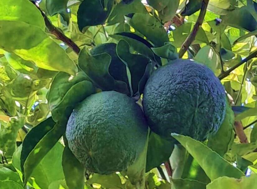 Producción de naranja agria en Nicaragua alcanza las 2.5 millones de unidades entre enero y mayo del 2025