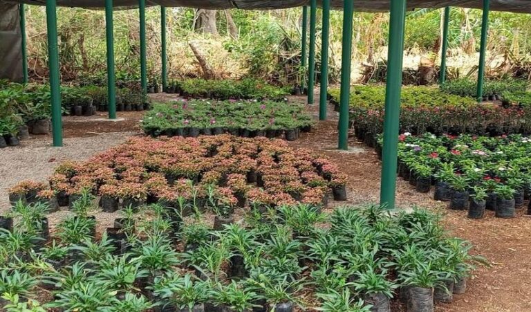 Gobierno Sandinista entrega viveros en los municipios de Jinotepe, El Rosario y Potosí