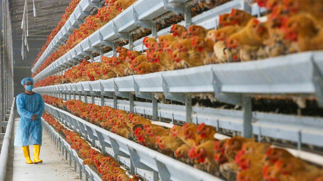 China prohíbe la importación de productos avícolas de España