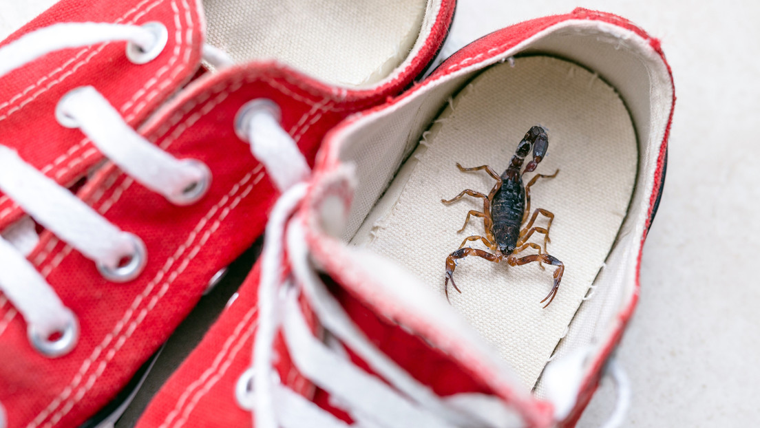 Escorpión pica a joven cuando se medía ropa en una tienda de Zara