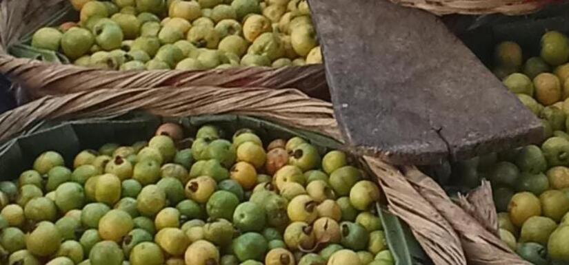 MAG informa de 705 manzanas cultivadas de guayaba al mes de julio 2025