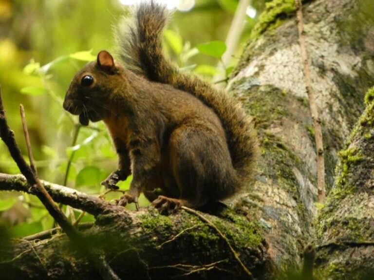 MARENA realiza más de 150 monitoreos de biodiversidad en 2025 2