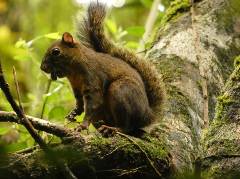 MARENA realiza más de 150 monitoreos de biodiversidad en 2025 2