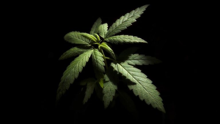 México planea legalizar el consumo de marihuana