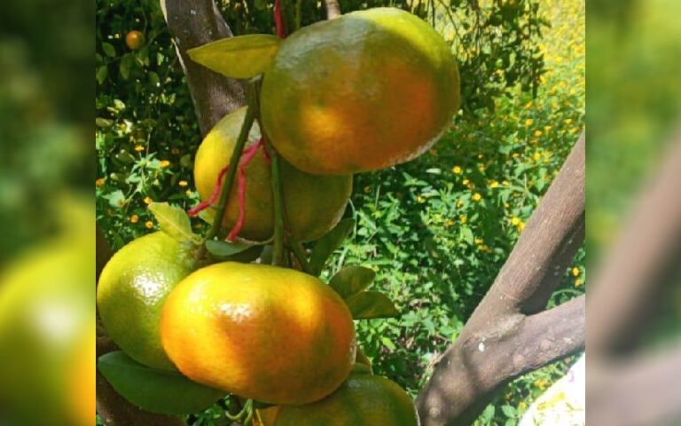 Ministerio Agropecuario reporta 974 manzanas sembradas de mandarina en Nicaragua