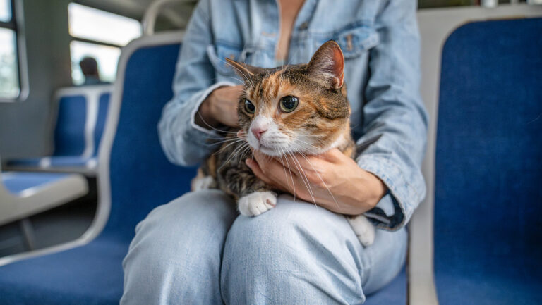 Multan a pareja porque su gato maúlla fuerte