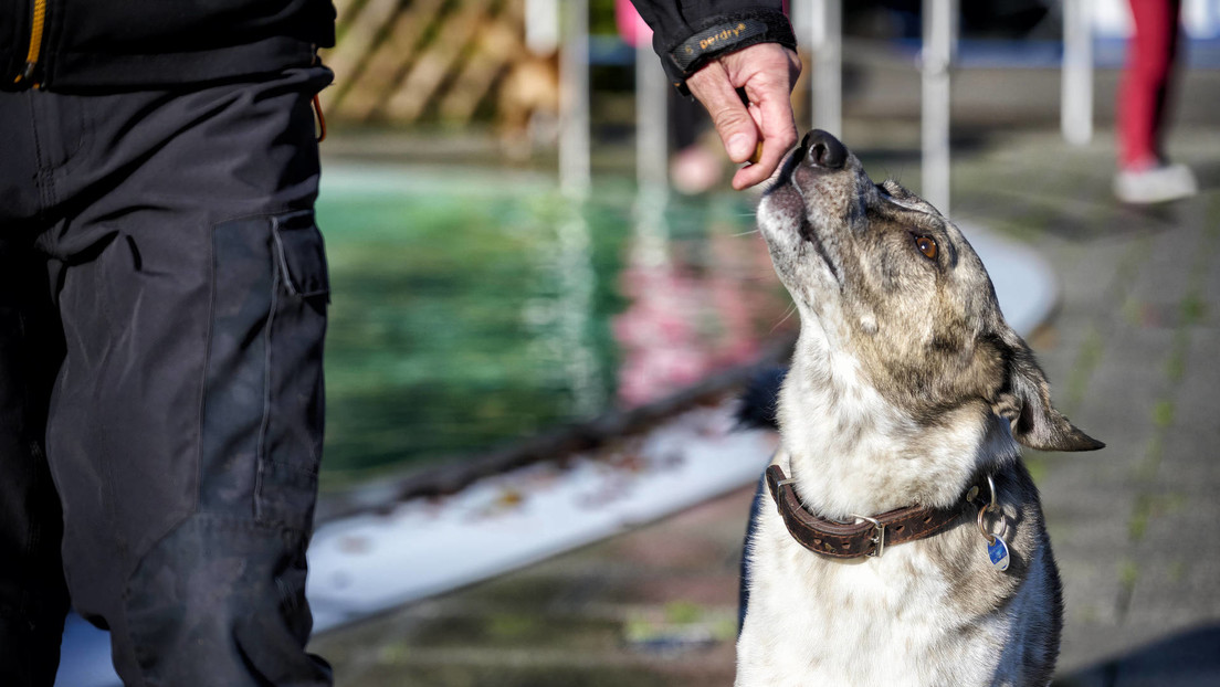 Sabías que los perros interpretan las emociones de sus dueños