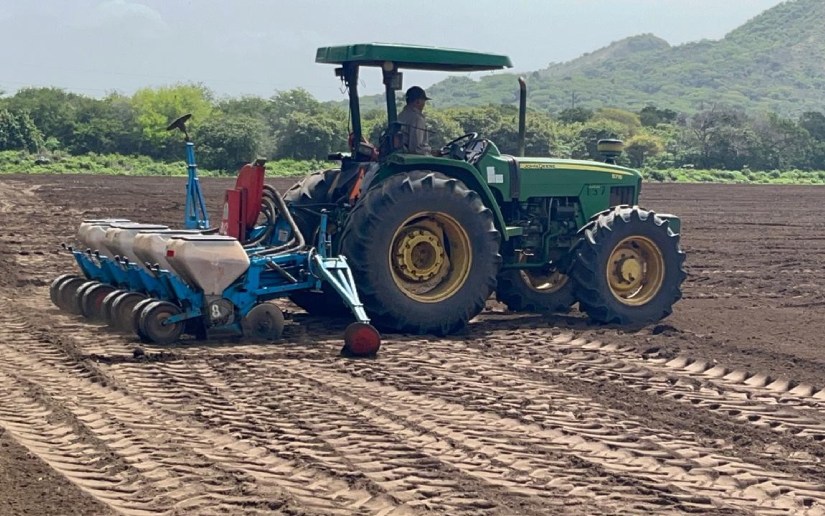 Preparan 48 mil manzanas para la siembra de maní 1