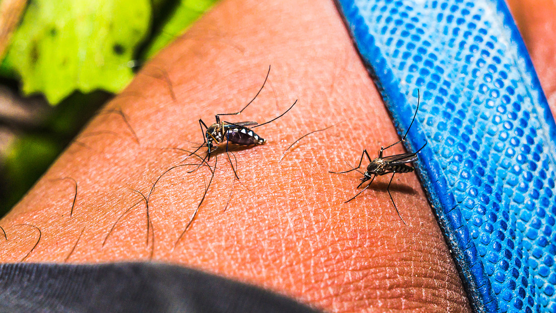 China crea “mosquitos elefantes” para combatir el chikungunya