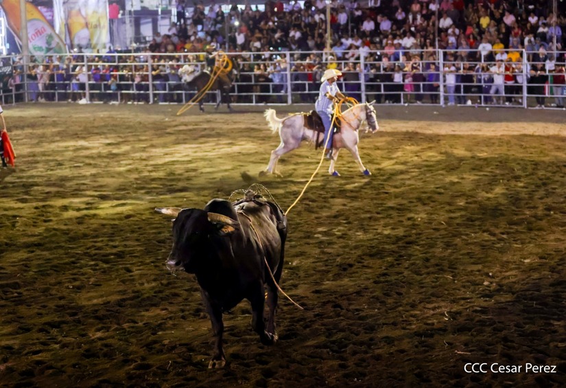 Inicia Feria Ganadera Agostina Internacional Managua 2025