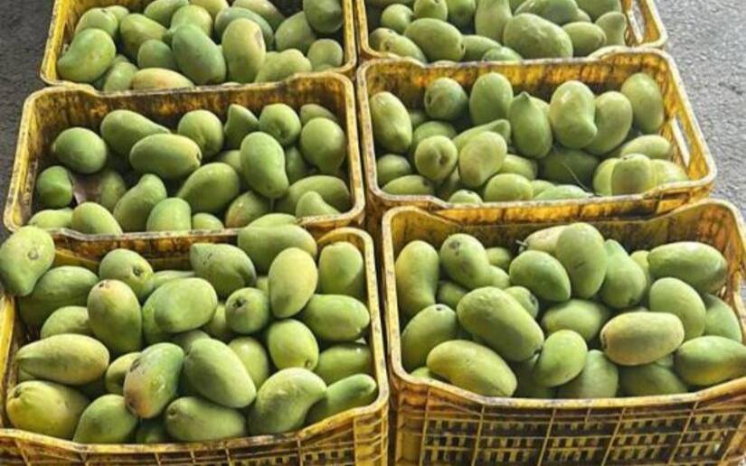 Hasta el mes de junio la producción de mango en Nicaragua fue de 4.5 millones de kilogramos 
