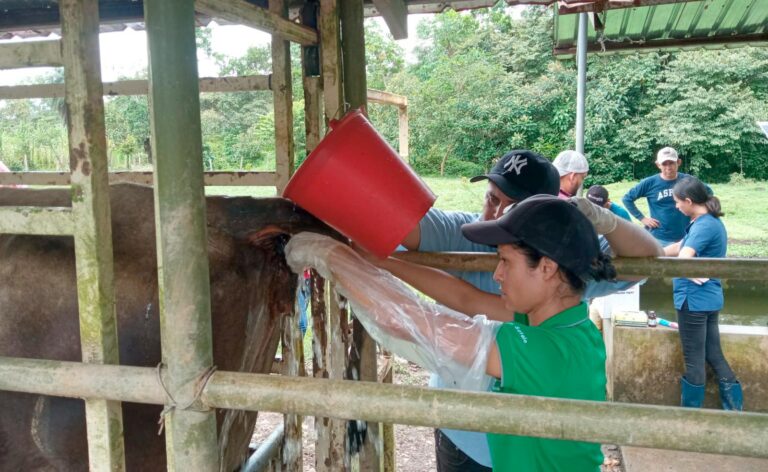 Ganaderos se capacitan en técnicas de inseminación artificial en bovinos en El Rama