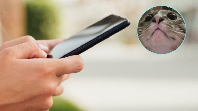 Gatita se toma una selfie con el celular de su dueña