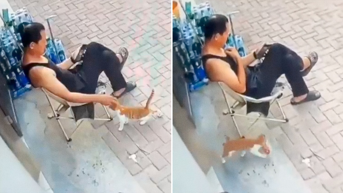 Gato robó comida tras conquistar al dueño de tienda