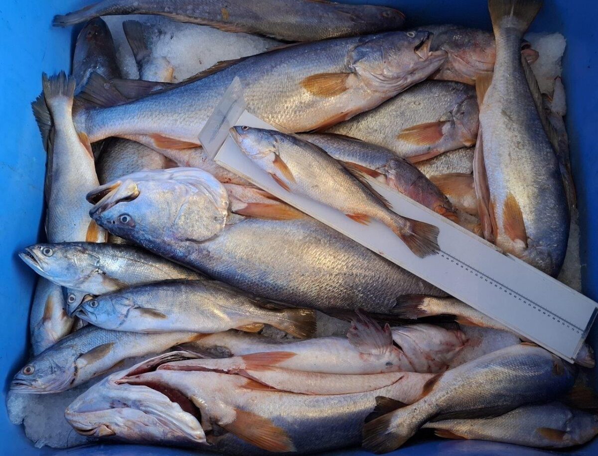 INPESCA evalúa estado de especies pesqueras en puntos estratégicos de la Costa Pacífica