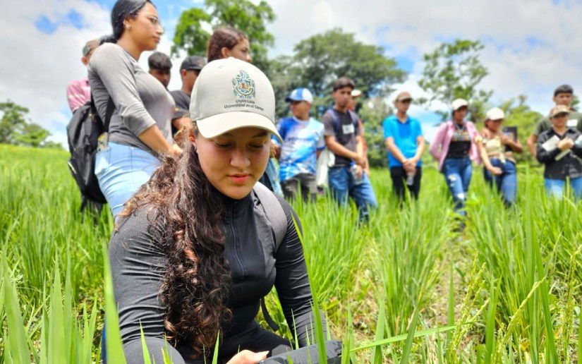 Familias productoras aprenden nuevas técnicas para mejorar la producción de arroz en Nicaragua