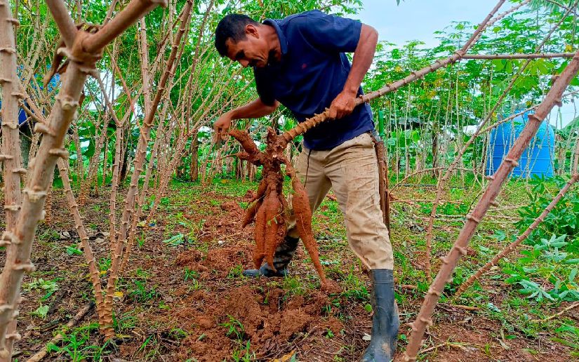INTA presenta nuevas variedades de yuca