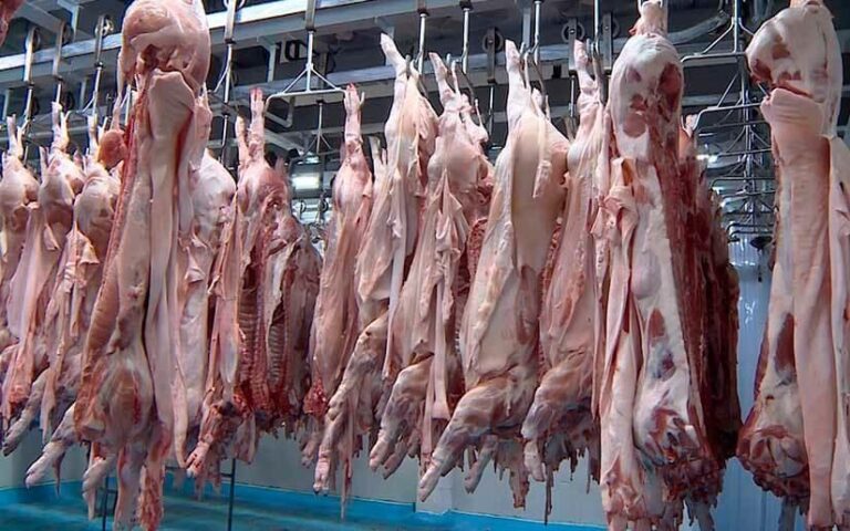 MAG registra 21.2 millones de libras de carne porcina hasta agosto de 2024 en Nicaragua