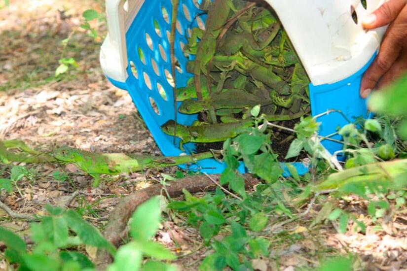 En el marco de las celebraciones del Mes Patrio, el MARENA liberó 300 iguanas verdes en la Laguna El Tigre, ubicada en La Paz Centro.