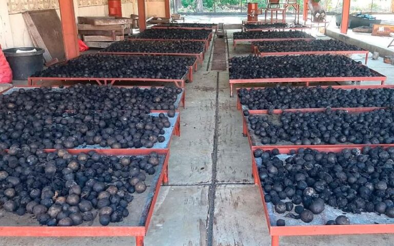 MARENA recolecta más de 1,500 kilogramos de fruto de Nogal para campaña de reforestación 2026