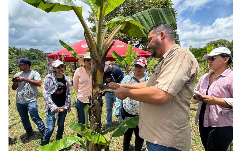 El Gobierno Sandinista, ha capacitado a más de 800 productores de plátano en departamentos como Rivas.